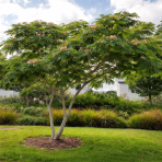 Albízia ružová (Albizia Julibrissin) - výška 125-150 cm, kont. C18L - VIACKMENNÁ